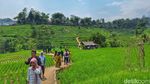 Potret Wisata Persawahan Arjasari yang Cantiknya Mirip Ubud Bali