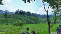 Dedi menjelaskan area persawahan tersebut merupakan milik warga. Sehingga objek wisata tersebut tidak ditarif biaya apapun.