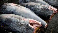 Di Jepang, ikan tuna juga bisa dibanderol harga fantastis. Yaitu tuna sirip biru yang spesiesnya terancam punah. Harga tuna satu ini bisa mencapai Rp 4,2 miliar dengan berat mencapai 212 kilogram. Foto: iStock/site news