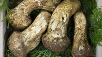 Selain jamur truffle, jamur bernama Matsutake dari Jepang ini juga memiliki harga yang fantastis. Pernah terjual dengan harga Rp 29 juta per kilogram. Foto: iStock/site news