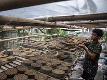 Melihat Pembuatan Media Tanam dari Kotoran Sapi