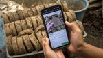 Melihat Pembuatan Media Tanam dari Kotoran Sapi