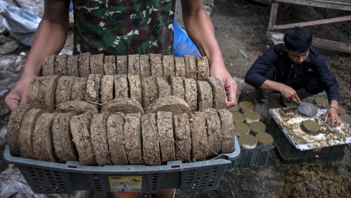 Melihat Pembuatan Media Tanam dari Kotoran Sapi Pekerja menjemur briket media tanam dari kotoran sapi di Rumah Produksi Briket, Lembang, Kabupaten Bandung Barat, Jawa Barat, Jumat (4/10/2024). Kelompok Obor Desa Organik Sukajaya memanfaatkan kotoran sapi untuk dijadikan briket media tanam yang berfungsi seperti pupuk untuk menyuburkan lahan serta menutrisi tumbuhan yang dijual dengan harga Rp15 ribu perkilogramnya. ANTARA FOTO/Abdan Syakura/NA/YU