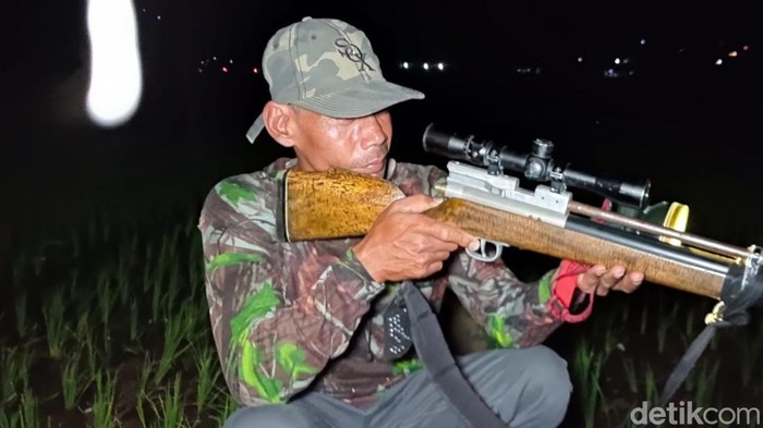 Pemburu tikus memegang senjata bak penembak jitu saat berburu di sawah Kulon Progo, Sabtu (5/10/2024).