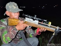 Penembak Dikerahkan Basmi Hama Tikus di Kulon Progo, 1 Ekor Dibayar Rp 4.000