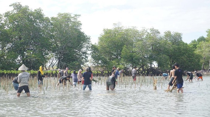 Himpunan Mahasiswa Jurusan (HMJ) Jurnalistik, Fakultas Dakwah dan Komunikasi (FDK) UIN Alauddin Makassar menanam 1.900 bibit mangrove di Kabupaten Pangkep, Sulawesi Selatan (Sulsel).