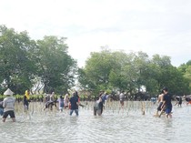HMJ Jurnalistik UIN Alauddin Makassar Tanam 1.900 Bibit Mangrove di Pangkep