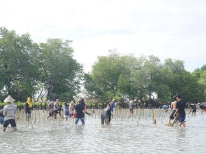 HMJ Jurnalistik UIN Alauddin Makassar Tanam 1.900 Bibit Mangrove di Pangkep