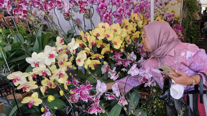 Warna-warni Anggrek Mejeng di Pameran Nasional Kota Batu Pengunjung melihat tanaman anggrek di arena pameran anggrek bertajuk βBatu Shining Orchid Week 2024βΒ di kompleks Balai Kota Among Tani, Kota Batu, Jawa Timur Minggu (6/10/2024). Pameran dan bursa anggrek tingkat nasional itu diikuti sejumlah peserta dari berbagai provinsi dan sebagai ajang silaturahmi bagi pecinta anggrek sekaligus sebagai upaya memperkuat sektor agribisnis di Indonesia. ANTARA FOTO/Anis Efizudin/Spt.