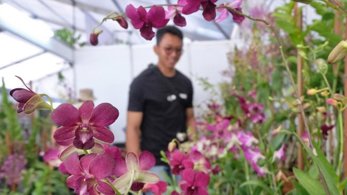 Pengunjung melihat tanaman anggrek di arena pameran anggrek bertajuk ‘Batu Shining Orchid Week 2024’ di kompleks Balai Kota Among Tani, Kota Batu, Jawa Timur Minggu (6/10/2024). Pameran dan bursa anggrek tingkat nasional itu diikuti sejumlah peserta dari berbagai provinsi dan sebagai ajang silaturahmi bagi pecinta anggrek sekaligus sebagai upaya memperkuat sektor agribisnis di Indonesia. ANTARA FOTO/Anis Efizudin/Spt.