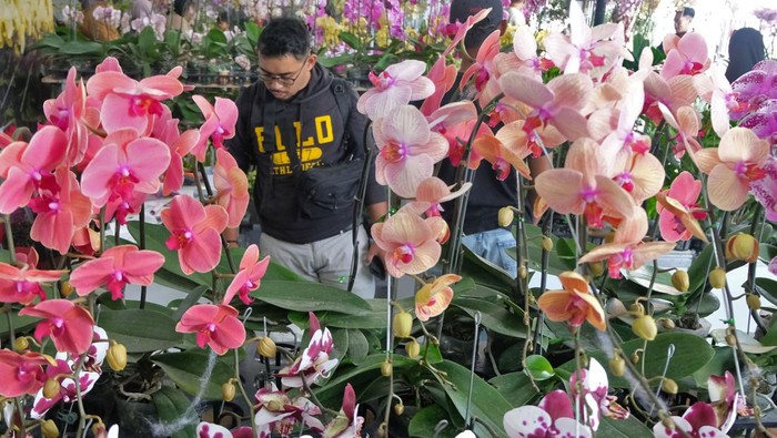 Warna-warni Anggrek Mejeng di Pameran Nasional Kota Batu Pengunjung melihat tanaman anggrek di arena pameran anggrek bertajuk βBatu Shining Orchid Week 2024βΒ di kompleks Balai Kota Among Tani, Kota Batu, Jawa Timur Minggu (6/10/2024). Pameran dan bursa anggrek tingkat nasional itu diikuti sejumlah peserta dari berbagai provinsi dan sebagai ajang silaturahmi bagi pecinta anggrek sekaligus sebagai upaya memperkuat sektor agribisnis di Indonesia. ANTARA FOTO/Anis Efizudin/Spt.