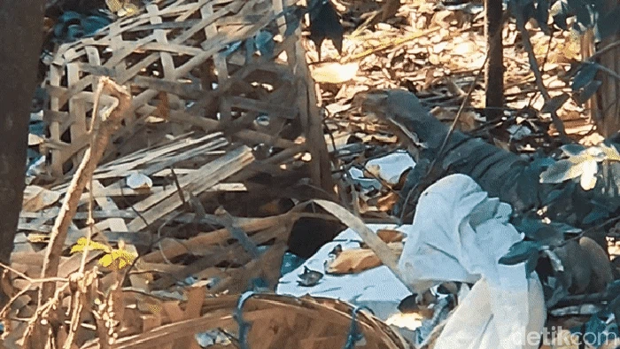 Biawak mengais makanan di antara tumpukan sampah di Cagar Alam Tangkubanparahu, Palabuhanratu, Sukabumi.