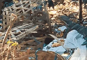 Sedihnya Biawak di Palabuhanratu, Mengais Sampah demi Sesuap Makanan