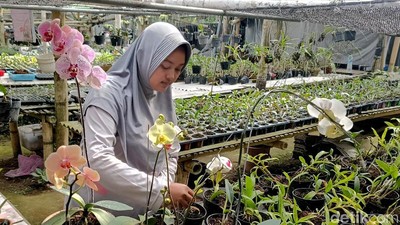 Berkah Budidaya Anggrek di Lumajang