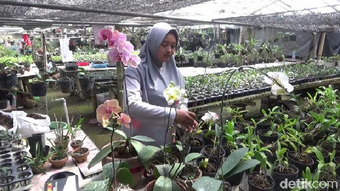 Budidaya anggrek di Lumajang