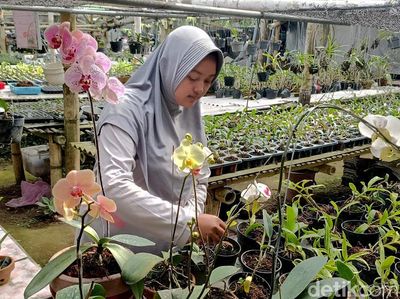 Berkah Budidaya Anggrek di Lumajang