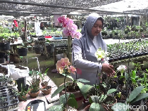 Cantiknya Anggrek Bikin Warga Lumajang Cuan Jutaan Rupiah