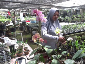 Cantiknya Anggrek Bikin Warga Lumajang Cuan Jutaan Rupiah
