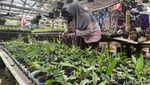 Berkah Budidaya Anggrek di Lumajang