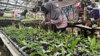 Firo membudidayakan berbagai jenis anggrek, di antaranya jenis dendrobium, vanda, cattleya dan anggrek bulan.