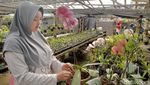 Berkah Budidaya Anggrek di Lumajang