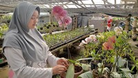 Ide awal membudidayakan anggrek tersebut berawal dari hobi. Tak disangka, hobinya ini bisa membawa cuan hingga jutaan rupiah.