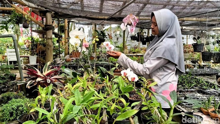 Budidaya Anggrek di Lumajang Budidaya Anggrek di Lumajang
