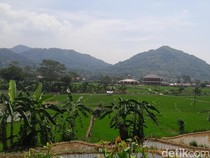Desa Wisata Karawang Punya Sawah Hijau Sejauh Mata Memandang
