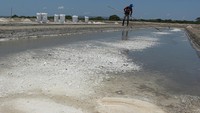 Petani garam di daerah tersebut mengalami gagal panen karena kristal garam mencair akibat genangan air hujan. Hal ini membuat harga jualnya dari Rp50 ribu per karung (50kg) merosot menjadi Rp35 ribu per karung.  