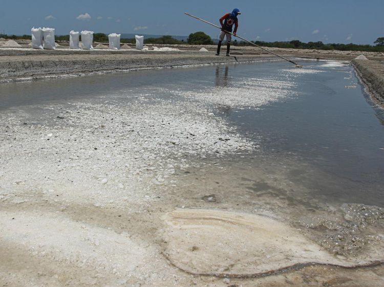 Gagal Panen, Harga Garam Petani Kupang Merosot ke Rp 35 Ribu/Karung