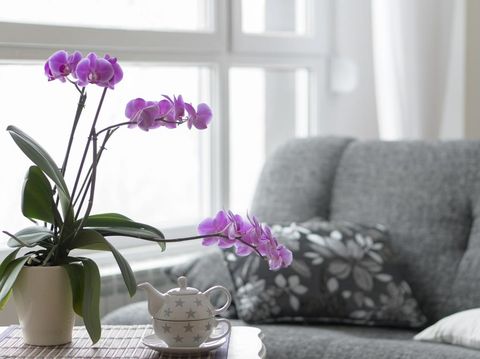 Close-up of empty living room with a purple orchid.