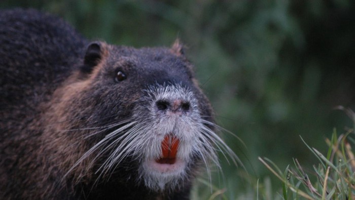 Nutria