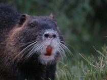 Teror Satwa Mirip Tikus Gigi Oranye Bikin Geger California