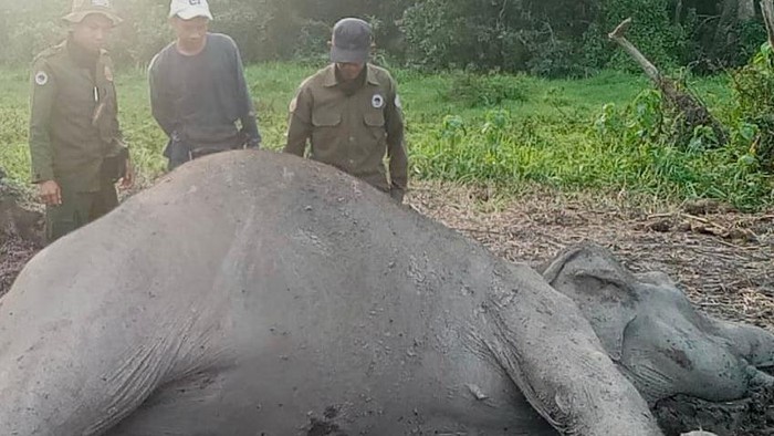 Penampakan gajah Sumatera ditemukan mati di Taman Nasional Way Kambas