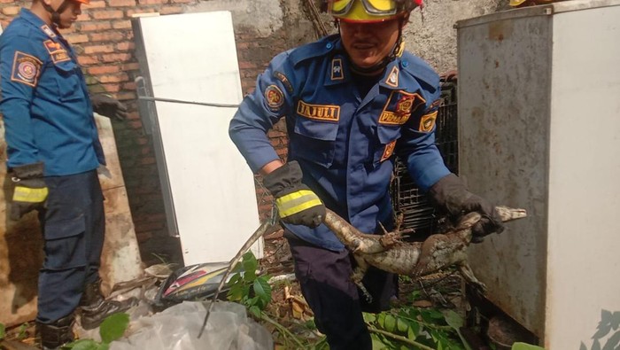 Petugas Damkar evakuasi biawak di Bogor (Dok. Damkar)