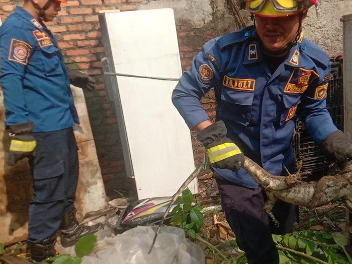 Petugas Damkar evakuasi biawak di Bogor (Dok. Damkar)
