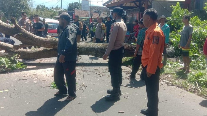 Pohon mahoni tumbang timpa rumah warga di Sukabumi.