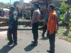 Pohon Mahoni Tumbang Timpa Rumah Warga Sukabumi