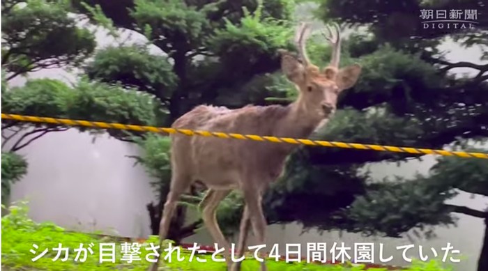 Rusa jantan liar terlihat di Kebun Raya Universitas