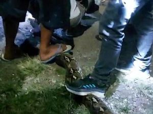 Ular Piton 8 Meter Mangsa Anak Kambing di Gorontalo, Langsung Ditebas Warga