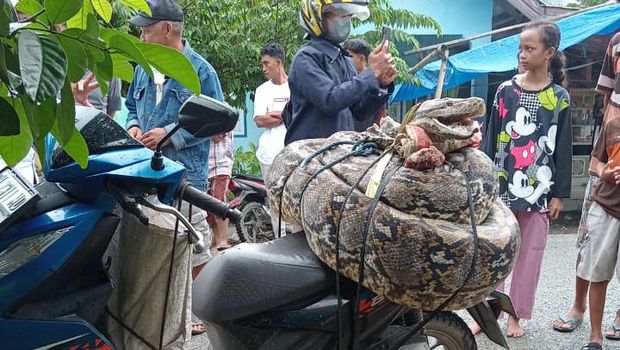 Warga di Kabupaten Bone Bolango, Gorontalo, menebas ular piton sepanjang 8 meter hingga mati.