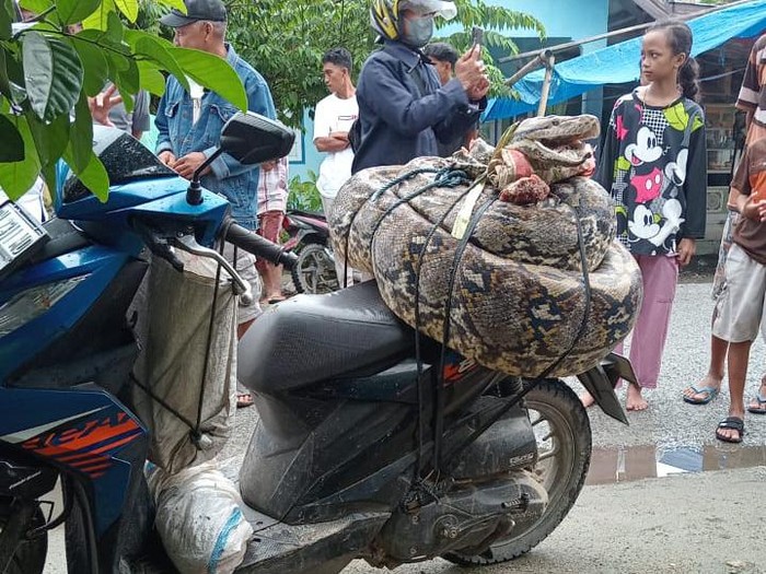 Warga di Kabupaten Bone Bolango, Gorontalo, menebas ular piton sepanjang 8 meter hingga mati.