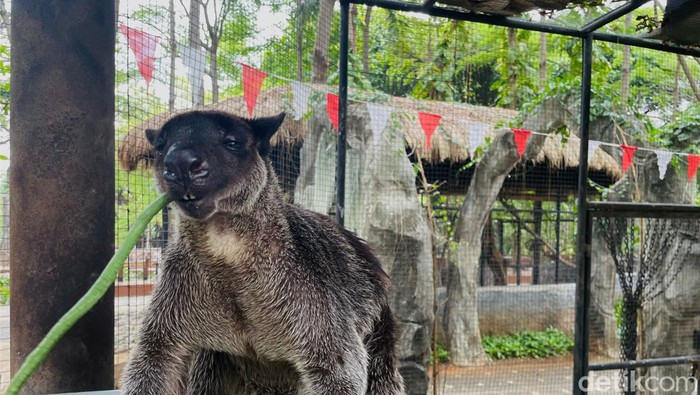 Kanguru Papua di Faunaland, Ancol