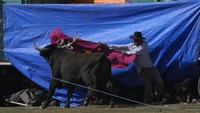 Festival lawan banteng ini merupakan cara warga setempat memberikan penghormatan kepada Perawan Rosario.
