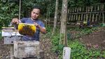 Melihat Sentra Budi Daya Lebah Madu di Lembang