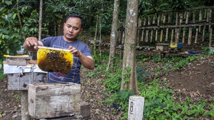 Peternak memanen madu dari lebah madu Asia (Apis cerana) di sentra budi daya lebah madu Maribaya Sari Alam Legend Bee, Lembang, Kabupaten Bandung Barat, Jawa Barat, Selasa (8/10/2024). Sentra budi daya lebah madu tersebut memproduksi berbagai varian madu murni dari lebah jenis Apis Cerana, Apis Dorsata, Apis Melifera dan Trigona yang dijual dengan harga Rp450 ribu - Rp750 ribu per kilogram dan dipasarkan ke berbagai daerah di pulau Sumatera, Sulawesi, Jawa serta mancanegara yang meliputi negar Singapura, Malaysia, Arab Saudi dan Brunei Darussalam. ANTARA FOTO/Abdan Syakura/NA/YU