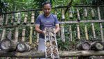 Melihat Sentra Budi Daya Lebah Madu di Lembang