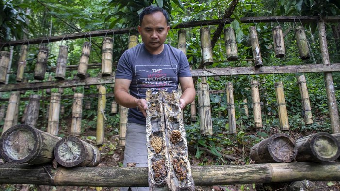 Peternak memanen madu dari lebah madu Asia (Apis cerana) di sentra budi daya lebah madu Maribaya Sari Alam Legend Bee, Lembang, Kabupaten Bandung Barat, Jawa Barat, Selasa (8/10/2024). Sentra budi daya lebah madu tersebut memproduksi berbagai varian madu murni dari lebah jenis Apis Cerana, Apis Dorsata, Apis Melifera dan Trigona yang dijual dengan harga Rp450 ribu - Rp750 ribu per kilogram dan dipasarkan ke berbagai daerah di pulau Sumatera, Sulawesi, Jawa serta mancanegara yang meliputi negar Singapura, Malaysia, Arab Saudi dan Brunei Darussalam. ANTARA FOTO/Abdan Syakura/NA/YU