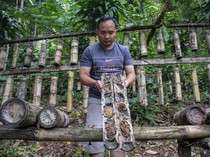 Video: Area Adu Babi Vs Anjing Disulap Jadi Wisata Edukatif Lebah Trigona