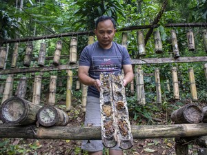 Video: Area Adu Babi Vs Anjing Disulap Jadi Wisata Edukatif Lebah Trigona